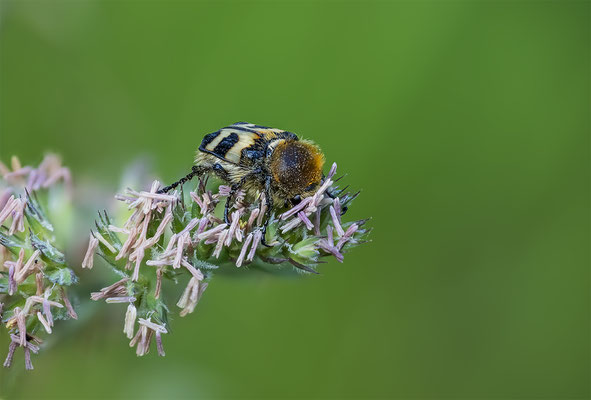 Gebänderten Pinselkäfer, momente-der-schoepfung.ch