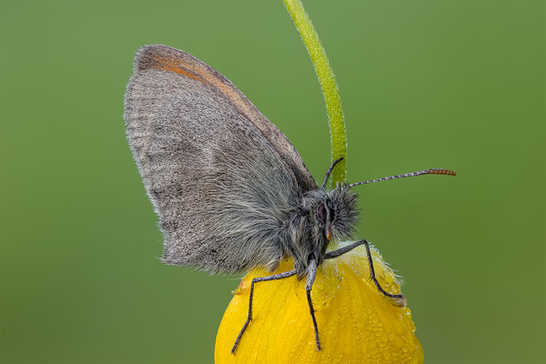 Kleines Wiesenvögelchen,momente-der-schoepfung.ch