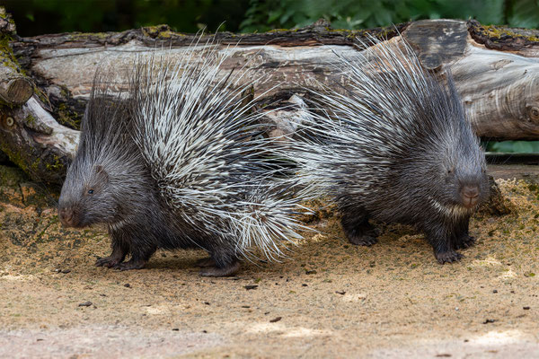 Stachelschwein, Zürcher Zoo, momente-der-schoepfung.ch