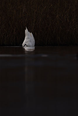 Höckerschwan, momente-der-schoepfung.ch