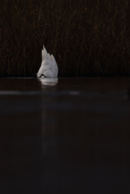 Höckerschwan, momente-der-schoepfung.ch