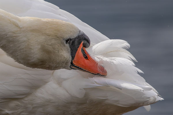 Höckerschwan, momente-der-schoepfung.ch