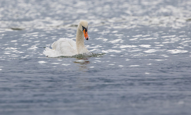 Höckerschwan, momente-der-schoepfung.ch