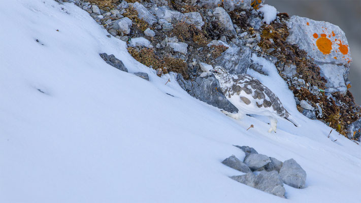 Alpenscheehuhn, momente-der-schoepfung.ch