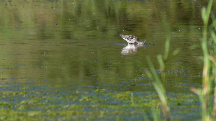 Bruchwasserläufer, momente-der-schoepfung.ch