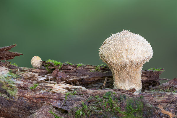Flaschenbovist, momente-der schoepfung.ch
