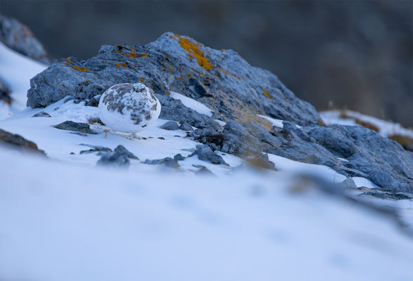 Alpenscheehuhn, momente-der-schoepfung.ch