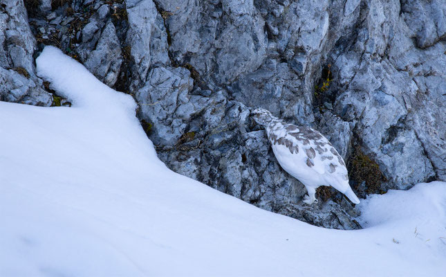 Alpenscheehuhn, momente-der-schoepfung.ch
