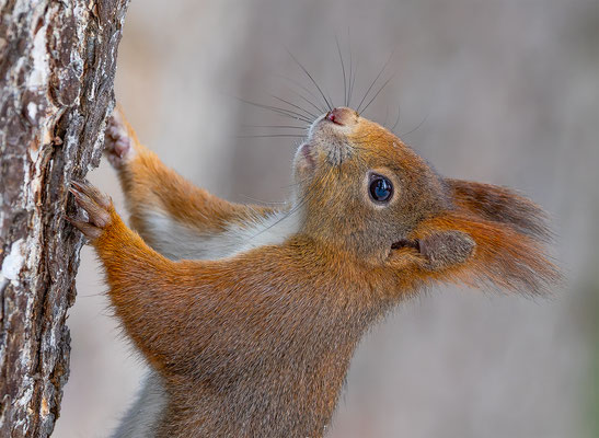 Eichhörnchen, momente-der-schoepfung.ch