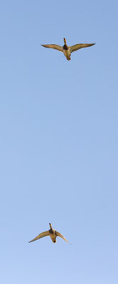 Schnatterente, momente-der-schoepfung.ch