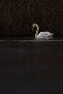 Höckerschwan, momente-der-schoepfung.ch