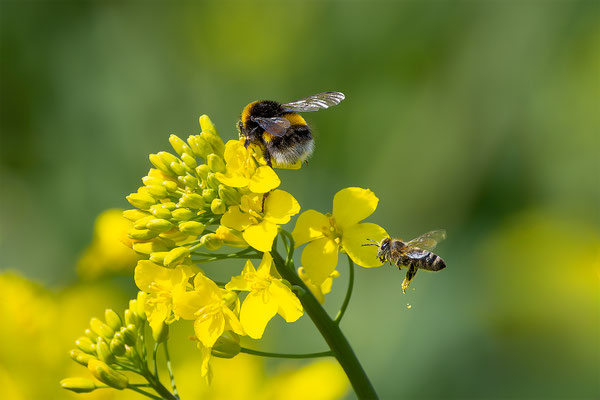 Hummel, momente-der-schoepfung.ch