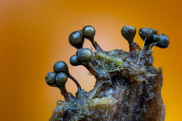 Myxomyceten Schleimpilz, Hemitrichia clavata, ABM3:1, momente-der-schoepfung.ch