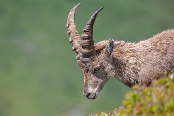 Alpensteinbock, momente-der-schoepfung.ch