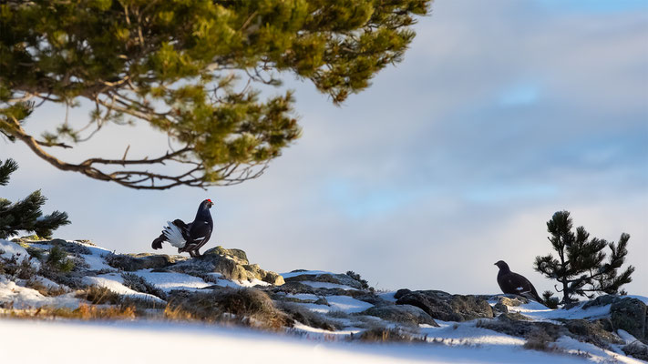 Birkhahn, momente-der-schoepfung.ch