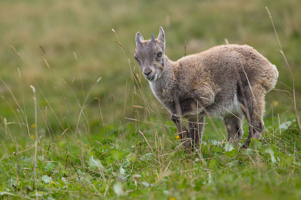 Alpensteinbock, momente-der-schoepfung.ch