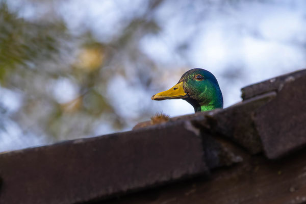 Stockente, momente-der-schoepfung.ch