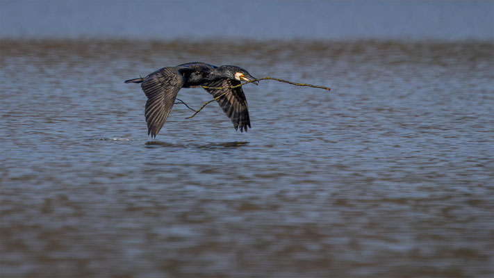 Kormoran, momente-der-schoepfung.ch
