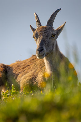 Alpensteinbock, momente-der-schoepfung.ch