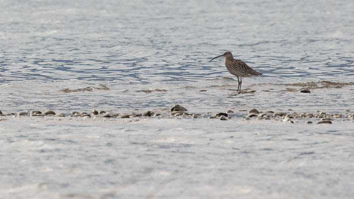 Brachvögel, momente-der-schoepfung.ch