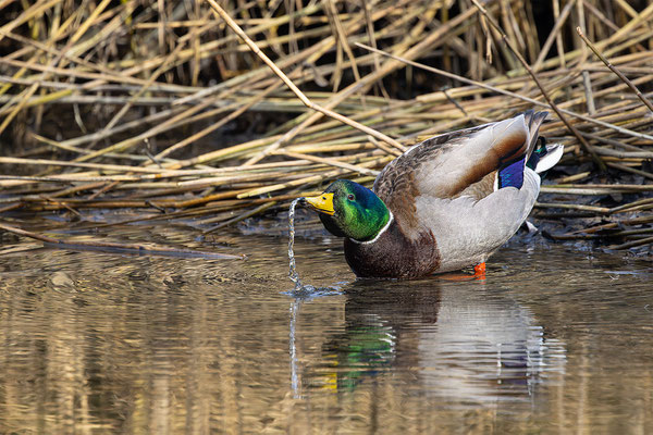 Stockente, momente-der-schoepfung.ch