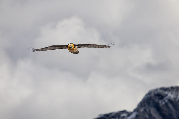 Bartgeier, momente-der-schoepfung.ch