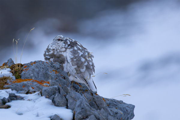 Alpenscheehuhn, momente-der-schoepfung.ch