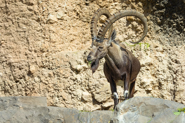 Nubischer Steinbock, Zürcher Zoo, momente-der-schoepfung.ch