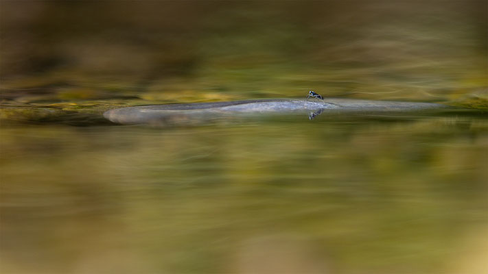 Mücken, momente-der-schoepfung.ch