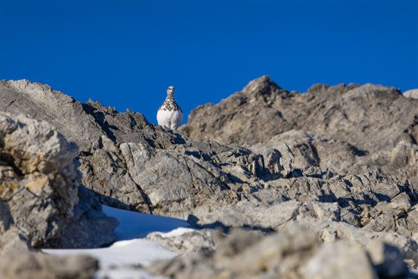 Alpenscheehuhn, momente-der-schoepfung.ch