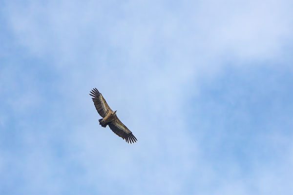 Gänsegeier, momente-der-schoepfung.ch