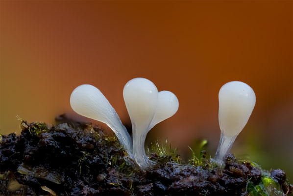 Myxomyceten Schleimpilz, Hemtrichia clavata, ABM4.5:1, momente-der-schoepfung.ch