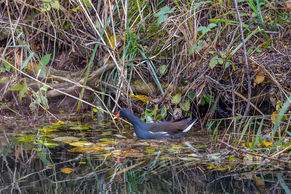 Teichhuhn, momente-der-schoefpung.ch