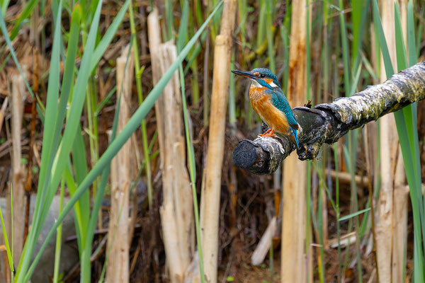 Eisvogel, momente-der-schoepfung.ch