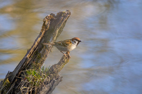Feldspatz, momente-der-schoepfung.ch