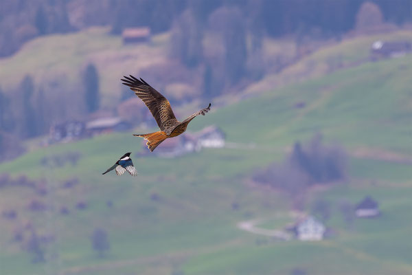 Kiebitz, momente-der-schoepfung.ch