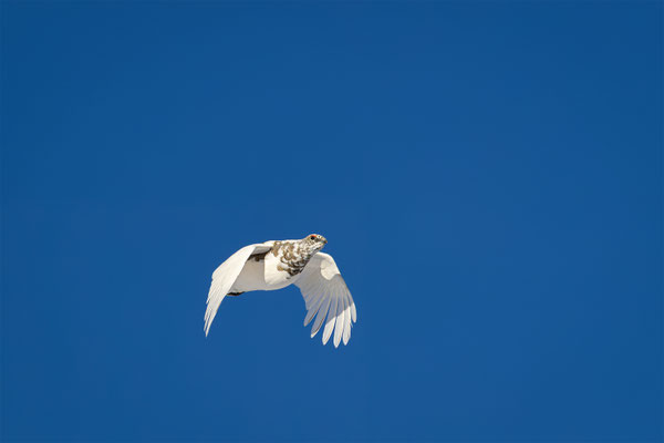 Alpenscheehuhn, momente-der-schoepfung.ch
