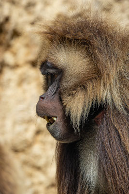 Dschelada, Zürcher Zoo, momente-der-schoepfung.ch
