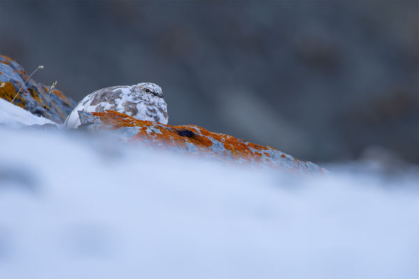 Alpenscheehuhn, momente-der-schoepfung.ch