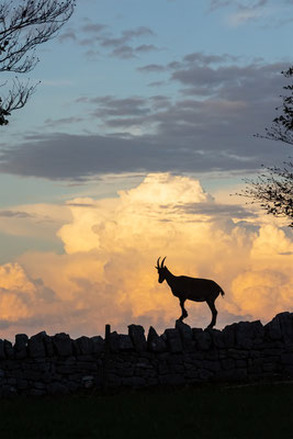Alpensteinbock, momente-der-schoepfung.ch