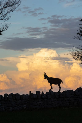 Alpensteinbock, momente-der-schoepfung.ch