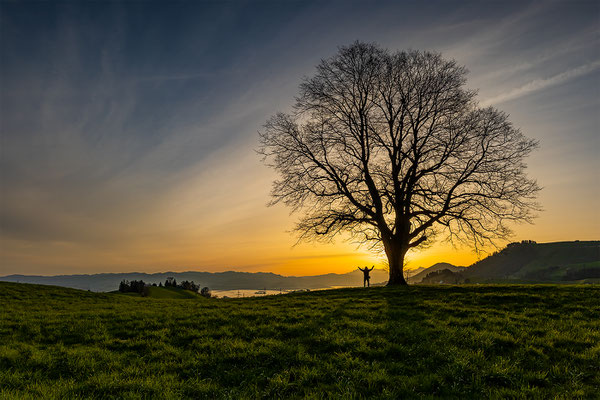 Linde auf dem Hirzel, momente-der-schoepfung.ch