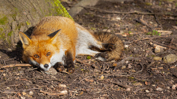 Fuchs, momente-der-schoepfung.ch