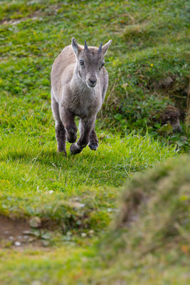 Alpensteinbock, momente-der-schoepfung.ch