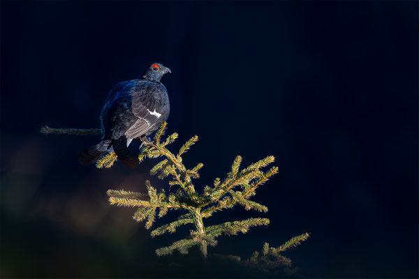 Birkhahn, momente-der-schoepfung.ch