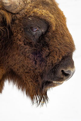 Wisent, momente-der-schoepfung.ch