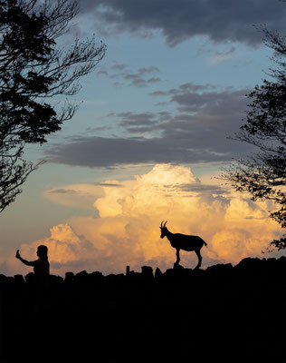 Alpensteinbock, momente-der-schoepfung.ch