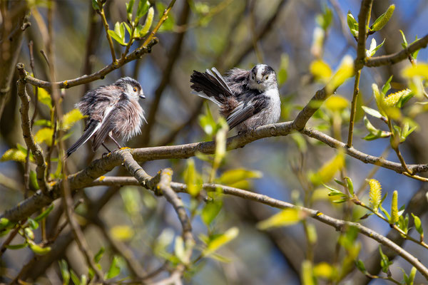 Schwanzmeise, momente-der-schoepfung.ch
