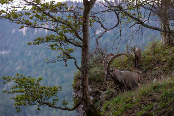 Alpensteinbock, momente-der-schoepfung.ch