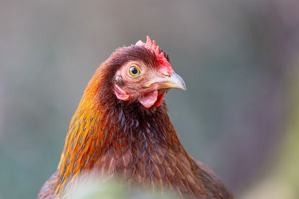 Huhn, Tierpakt Arth Goldau, momente-der-schoepfung.ch
